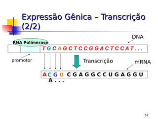 57
Expressão Gênica – Transcrição
Expressão Gênica – Transcrição
(2/2)
(2/2)
T G C A G C T C C G G A C T C C A T . . .
RNA Polimerase
promotor Transcrição
A C G A G G C C U G A G G U
A . . .
DNA
mRNA
C G U
 