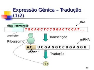 58
Expressão Gênica – Tradução
Expressão Gênica – Tradução
(1/2)
(1/2)
T G C A G C T C C G G A C T C C A T . . .
RNA Polimerase
promotor
Transcrição
A C G U C G A G G C C U G A G G U
A . . .
DNA
mRNA
Tradução
His
Ribossomo
A C
G
códon
 