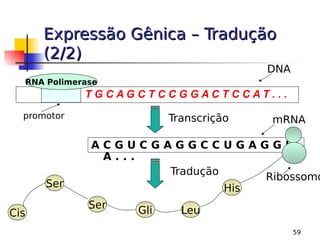 59
Expressão Gênica – Tradução
Expressão Gênica – Tradução
(2/2)
(2/2)
T G C A G C T C C G G A C T C C A T . . .
RNA Polimerase
promotor Transcrição
A C G U C G A G G C C U G A G G U
A . . .
DNA
mRNA
Tradução
Ribossomo
His
Leu
Gli
Ser
Ser
Cis
 