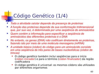 60
Código Genético (1/4)
 Toda a atividade celular depende da presença de proteínas
 A função das proteínas depende da sua conformação tridimensional
que, por sua vez, é determinada por uma seqüência de aminoácidos
 Quem contém a informação para especificar a seqüência de
aminoácidos das diferentes proteínas é o DNA
 No entanto, os genes (DNA) não codificam diretamente as proteínas,
fazendo isto por meio de uma molécula mensageira (mRNA)
 A unidade básica (códon) do código para um aminoácido consiste
em uma seqüência de três pares de bases nucleotídicas (códon de
trincas)
 O código genético também inclui seqüências para o início
(códon iniciador) e para o término (códon finalizador) da região
codificadora
 O código genético é universal: os mesmos códons são utilizados
por diferentes organismos
 