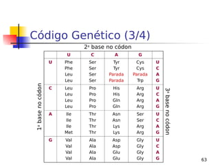 63
Código Genético (3/4)
U C A G
U Phe
Phe
Leu
Leu
Ser
Ser
Ser
Ser
Tyr
Tyr
Parada
Parada
Cys
Cys
Parada
Trp
U
C
A
G
C Leu
Leu
Leu
Leu
Pro
Pro
Pro
Pro
His
His
Gln
Gln
Arg
Arg
Arg
Arg
U
C
A
G
A Ile
Ile
Ile
Met
Thr
Thr
Thr
Thr
Asn
Asn
Lys
Lys
Ser
Ser
Arg
Arg
U
C
A
G
G Val
Val
Val
Val
Ala
Ala
Ala
Ala
Asp
Asp
Glu
Glu
Gly
Gly
Gly
Gly
U
C
A
G
1
a
base
no
códon
2a
base no códon
3
a
base
no
códon
 