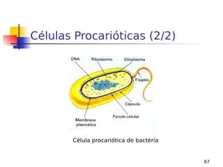 67
Células Procarióticas (2/2)
Célula procariótica de bactéria
 