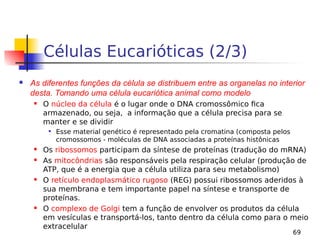 69
Células Eucarióticas (2/3)
 As diferentes funções da célula se distribuem entre as organelas no interior
desta. Tomando uma célula eucariótica animal como modelo
 O núcleo da célula é o lugar onde o DNA cromossômico fica
armazenado, ou seja, a informação que a célula precisa para se
manter e se dividir

Esse material genético é representado pela cromatina (composta pelos
cromossomos - moléculas de DNA associadas a proteínas histônicas
 Os ribossomos participam da síntese de proteínas (tradução do mRNA)
 As mitocôndrias são responsáveis pela respiração celular (produção de
ATP, que é a energia que a célula utiliza para seu metabolismo)
 O retículo endoplasmático rugoso (REG) possui ribossomos aderidos à
sua membrana e tem importante papel na síntese e transporte de
proteínas.
 O complexo de Golgi tem a função de envolver os produtos da célula
em vesículas e transportá-los, tanto dentro da célula como para o meio
extracelular
 