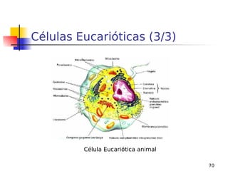 70
Células Eucarióticas (3/3)
Célula Eucariótica animal
 