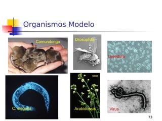 73
Camundongo
Arabidopsis
Levedura
Virus
Drosophila
C. elegans
Organismos Modelo
 