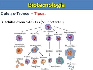 Células-Tronco – Tipos:
3. Células -Tronco Adultas (Multipotentes)
BiotecnologiaBiotecnologia
 