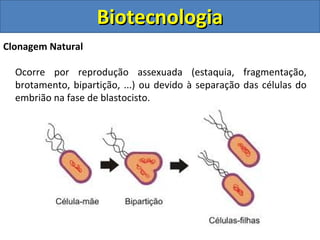 Clonagem Natural
Ocorre por reprodução assexuada (estaquia, fragmentação,
brotamento, bipartição, ...) ou devido à separação das células do
embrião na fase de blastocisto.
BiotecnologiaBiotecnologia
 