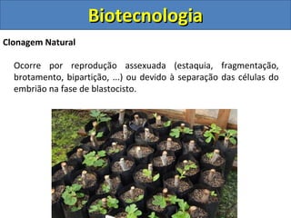 Clonagem Natural
Ocorre por reprodução assexuada (estaquia, fragmentação,
brotamento, bipartição, ...) ou devido à separação das células do
embrião na fase de blastocisto.
BiotecnologiaBiotecnologia
 