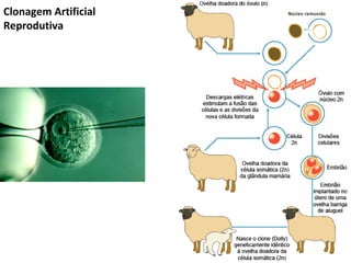 Clonagem Artificial
Reprodutiva
 