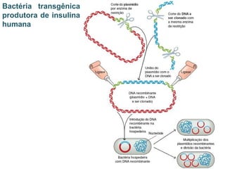 Bactéria transgênica
produtora de insulina
humana
 