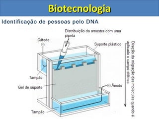 Identificação de pessoas pelo DNA
BiotecnologiaBiotecnologia
 