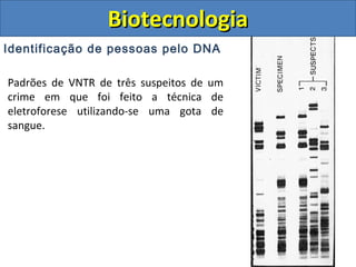 Identificação de pessoas pelo DNA
BiotecnologiaBiotecnologia
Padrões de VNTR de três suspeitos de um
crime em que foi feito a técnica de
eletroforese utilizando-se uma gota de
sangue.
 