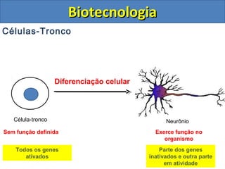 Células-Tronco
BiotecnologiaBiotecnologia
Célula-tronco Neurônio
Diferenciação celular
Sem função definida Exerce função no
organismo
Todos os genes
ativados
Parte dos genes
inativados e outra parte
em atividade
 