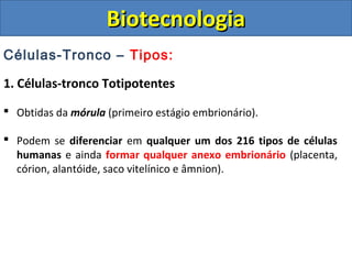 Células-Tronco – Tipos:
1. Células-tronco Totipotentes
 Obtidas da mórula (primeiro estágio embrionário).
 Podem se diferenciar em qualquer um dos 216 tipos de células
humanas e ainda formar qualquer anexo embrionário (placenta,
córion, alantóide, saco vitelínico e âmnion).
BiotecnologiaBiotecnologia
 