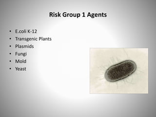 Risk Group 1 Agents
• E.coli K-12
• Transgenic Plants
• Plasmids
• Fungi
• Mold
• Yeast
 