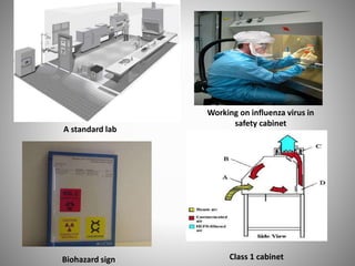 A standard lab
Working on influenza virus in
safety cabinet
Class 1 cabinetBiohazard sign
 