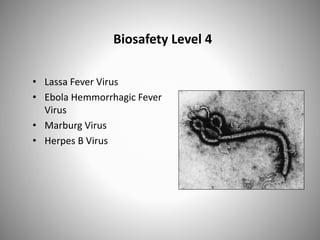 Biosafety Level 4
• Lassa Fever Virus
• Ebola Hemmorrhagic Fever
Virus
• Marburg Virus
• Herpes B Virus
 