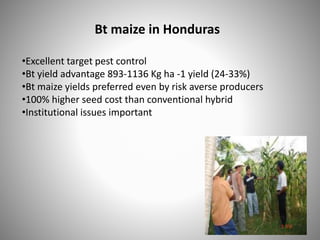 Bt maize in Honduras
•Excellent target pest control
•Bt yield advantage 893-1136 Kg ha -1 yield (24-33%)
•Bt maize yields preferred even by risk averse producers
•100% higher seed cost than conventional hybrid
•Institutional issues important
 