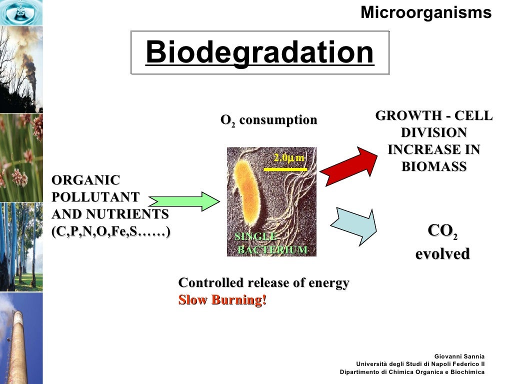 Bio Catalysts