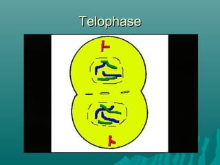 TelophaseTelophase
 