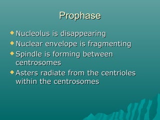 ProphaseProphase
 Nucleolus is disappearingNucleolus is disappearing
 Nuclear envelope is fragmentingNuclear envelope is fragmenting
 Spindle is forming betweenSpindle is forming between
centrosomescentrosomes
 Asters radiate from the centriolesAsters radiate from the centrioles
within the centrosomeswithin the centrosomes
 