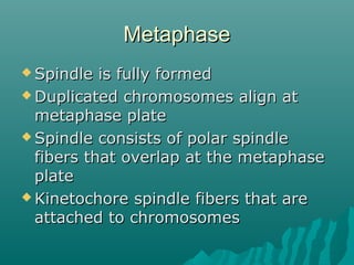 MetaphaseMetaphase
 Spindle is fully formedSpindle is fully formed
 Duplicated chromosomes align atDuplicated chromosomes align at
metaphase platemetaphase plate
 Spindle consists of polar spindleSpindle consists of polar spindle
fibers that overlap at the metaphasefibers that overlap at the metaphase
plateplate
 Kinetochore spindle fibers that areKinetochore spindle fibers that are
attached to chromosomesattached to chromosomes
 
