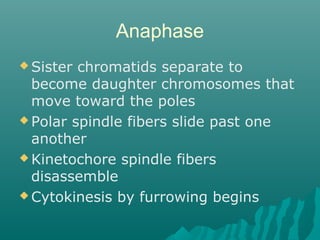 Anaphase
 Sister chromatids separate to
become daughter chromosomes that
move toward the poles
 Polar spindle fibers slide past one
another
 Kinetochore spindle fibers
disassemble
 Cytokinesis by furrowing begins
 