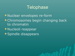 Telophase
 Nuclear envelopes re-form
 Chromosomes begin changing back
to chromatin
 Nucleoli reappear
 Spindle disappears
 