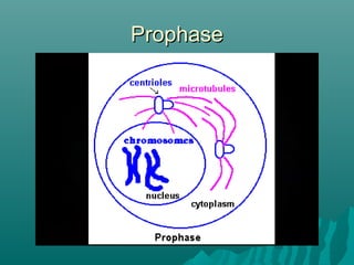 ProphaseProphase
 
