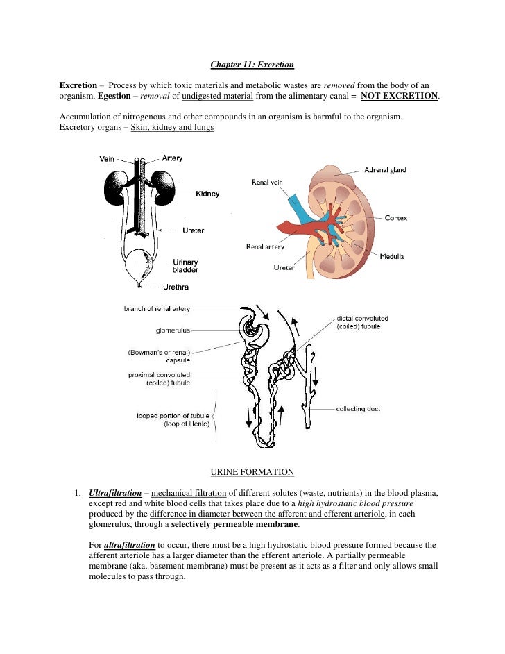 Biology - Chapter 11-15 - Excretion, Homeostasis, Nervous system, Eye…