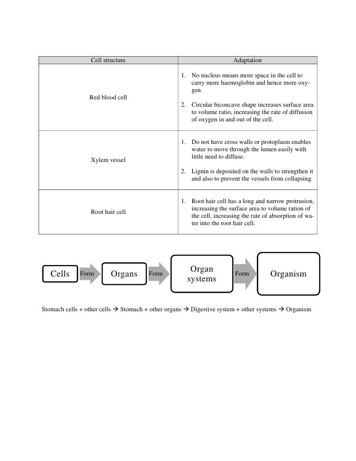 bio chapter 2 5 cells movement of substances nutrients and enzy as cell size increases the