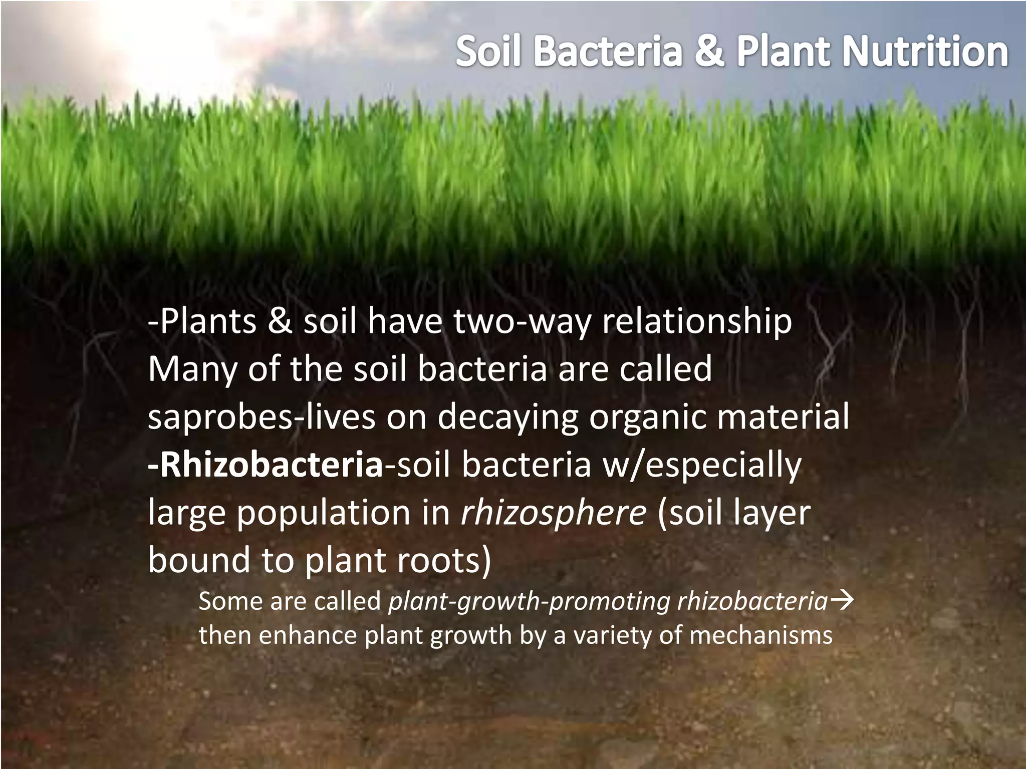 -Plants & soil have two-way relationship
Many of the soil bacteria are called
saprobes-lives on decaying organic material
-Rhizobacteria-soil bacteria w/especially
large population in rhizosphere (soil layer
bound to plant roots)
   Some are called plant-growth-promoting rhizobacteria
   then enhance plant growth by a variety of mechanisms
 
