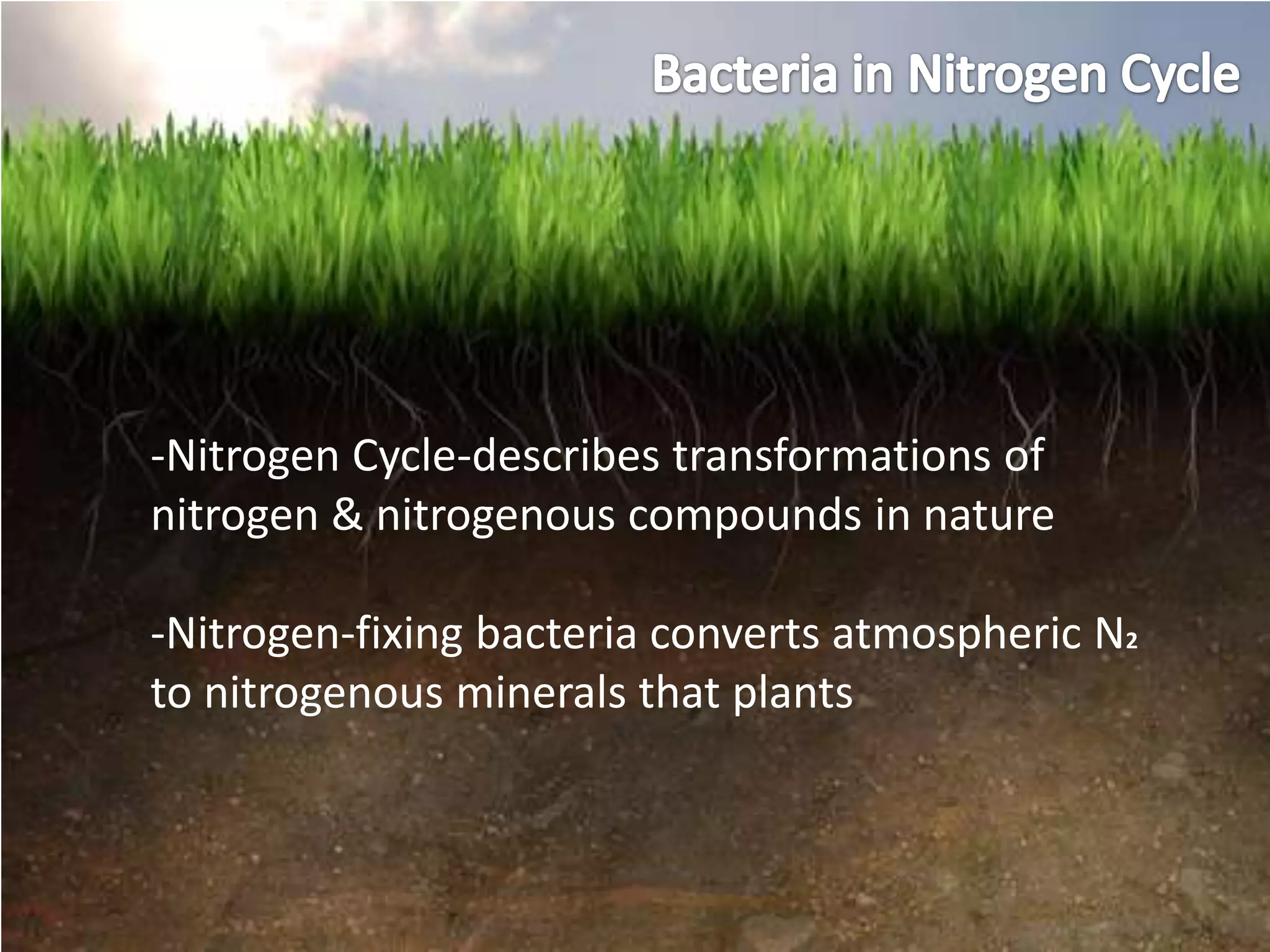 -Nitrogen Cycle-describes transformations of
nitrogen & nitrogenous compounds in nature

-Nitrogen-fixing bacteria converts atmospheric N2
to nitrogenous minerals that plants
 