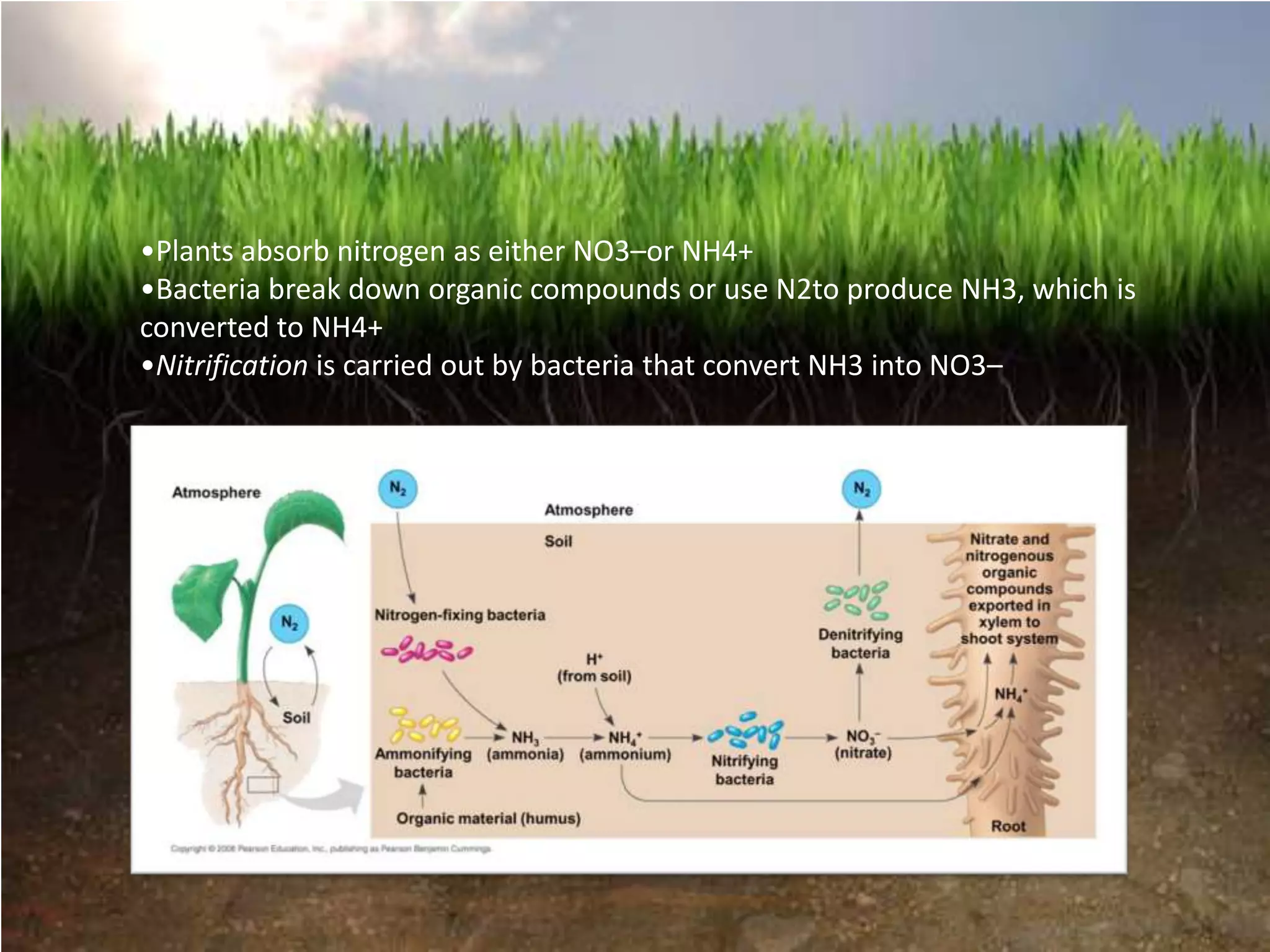 •Plants absorb nitrogen as either NO3–or NH4+
•Bacteria break down organic compounds or use N2to produce NH3, which is
converted to NH4+
•Nitrification is carried out by bacteria that convert NH3 into NO3–
 
