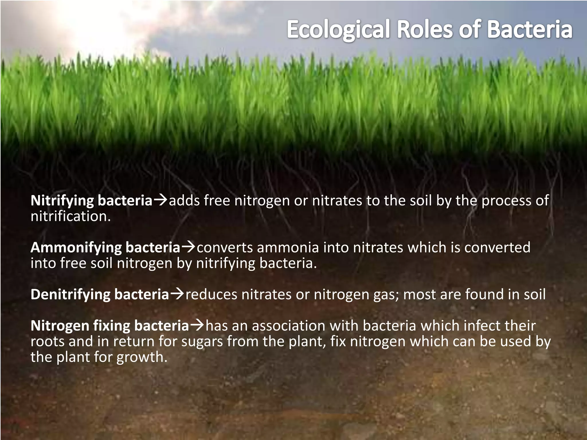 Nitrifying bacteriaadds free nitrogen or nitrates to the soil by the process of
nitrification.
Ammonifying bacteriaconverts ammonia into nitrates which is converted
into free soil nitrogen by nitrifying bacteria.
Denitrifying bacteriareduces nitrates or nitrogen gas; most are found in soil
Nitrogen fixing bacteriahas an association with bacteria which infect their
roots and in return for sugars from the plant, fix nitrogen which can be used by
the plant for growth.
 