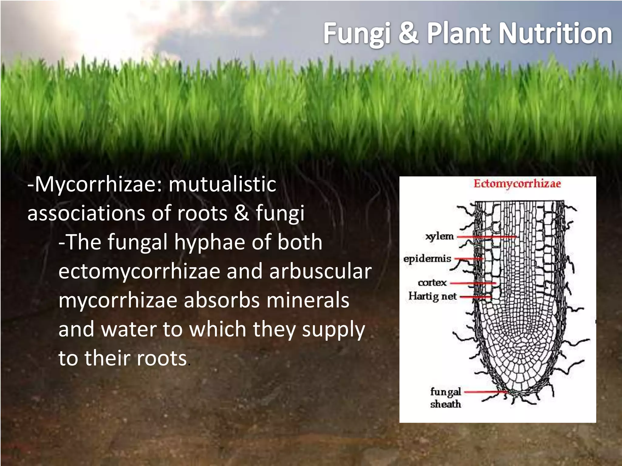 -Mycorrhizae: mutualistic
associations of roots & fungi
   -The fungal hyphae of both
   ectomycorrhizae and arbuscular
   mycorrhizae absorbs minerals
   and water to which they supply
   to their roots.
 