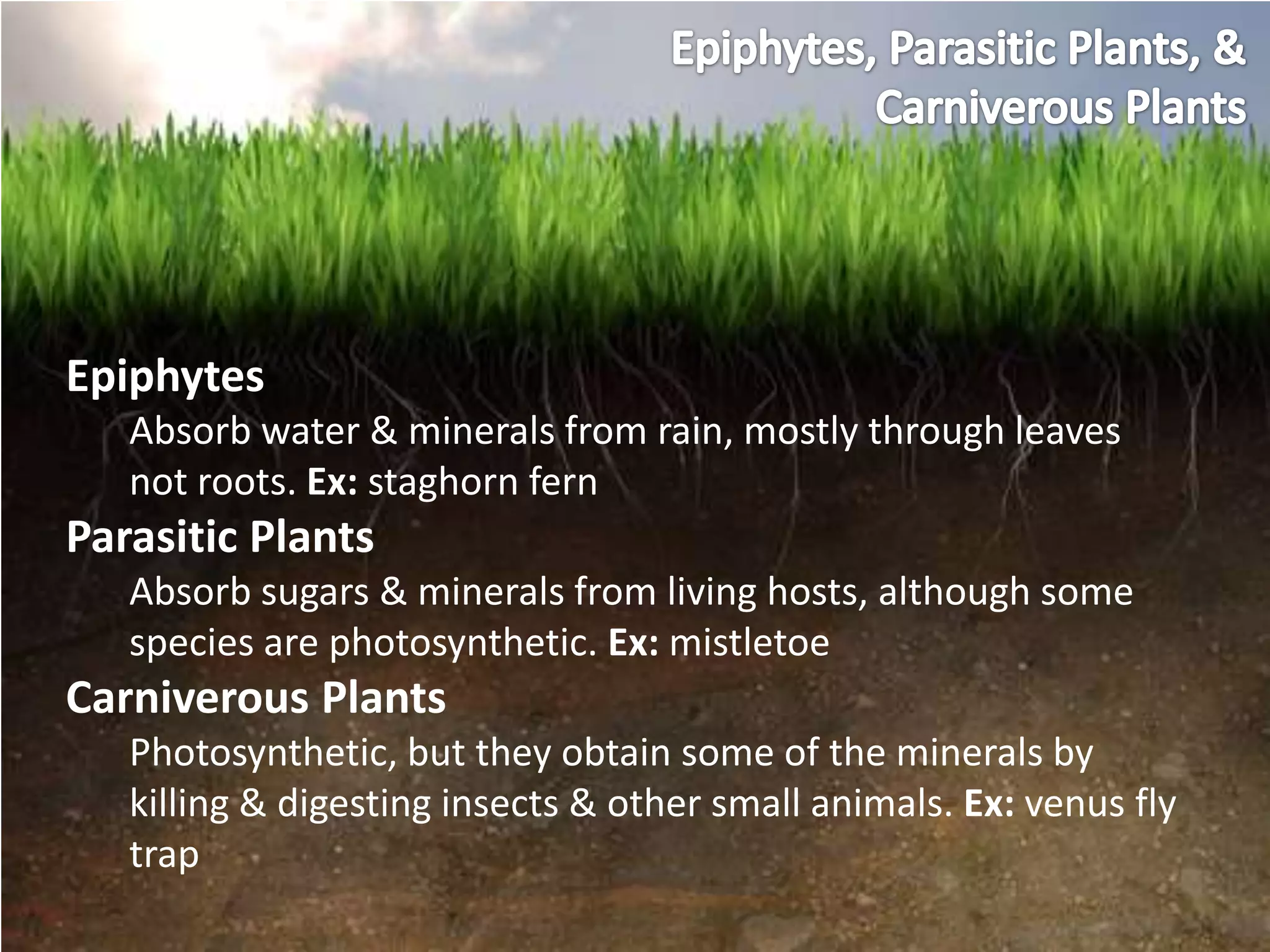 Epiphytes
   Absorb water & minerals from rain, mostly through leaves
   not roots. Ex: staghorn fern
Parasitic Plants
   Absorb sugars & minerals from living hosts, although some
   species are photosynthetic. Ex: mistletoe
Carniverous Plants
   Photosynthetic, but they obtain some of the minerals by
   killing & digesting insects & other small animals. Ex: venus fly
   trap
 