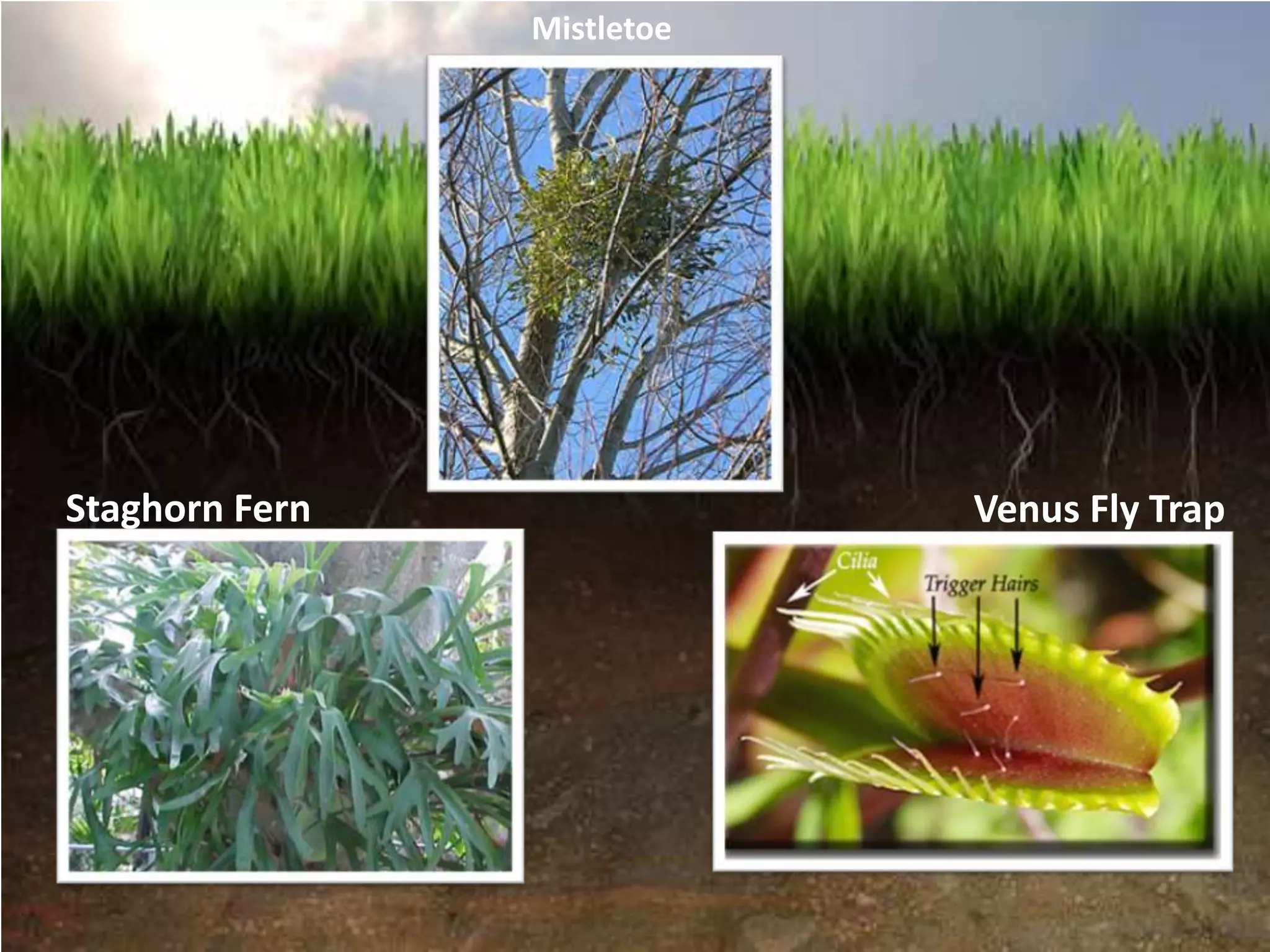 Mistletoe




Staghorn Fern               Venus Fly Trap
 