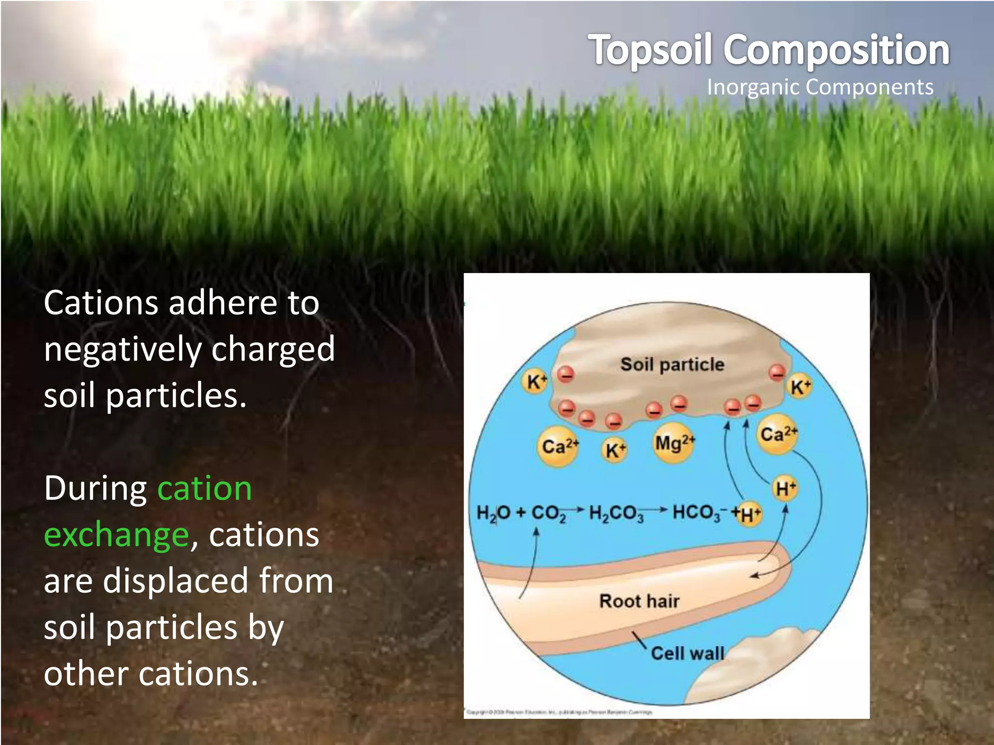 Inorganic Components




Cations adhere to
negatively charged
soil particles.

During cation
exchange, cations
are displaced from
soil particles by
other cations.
 