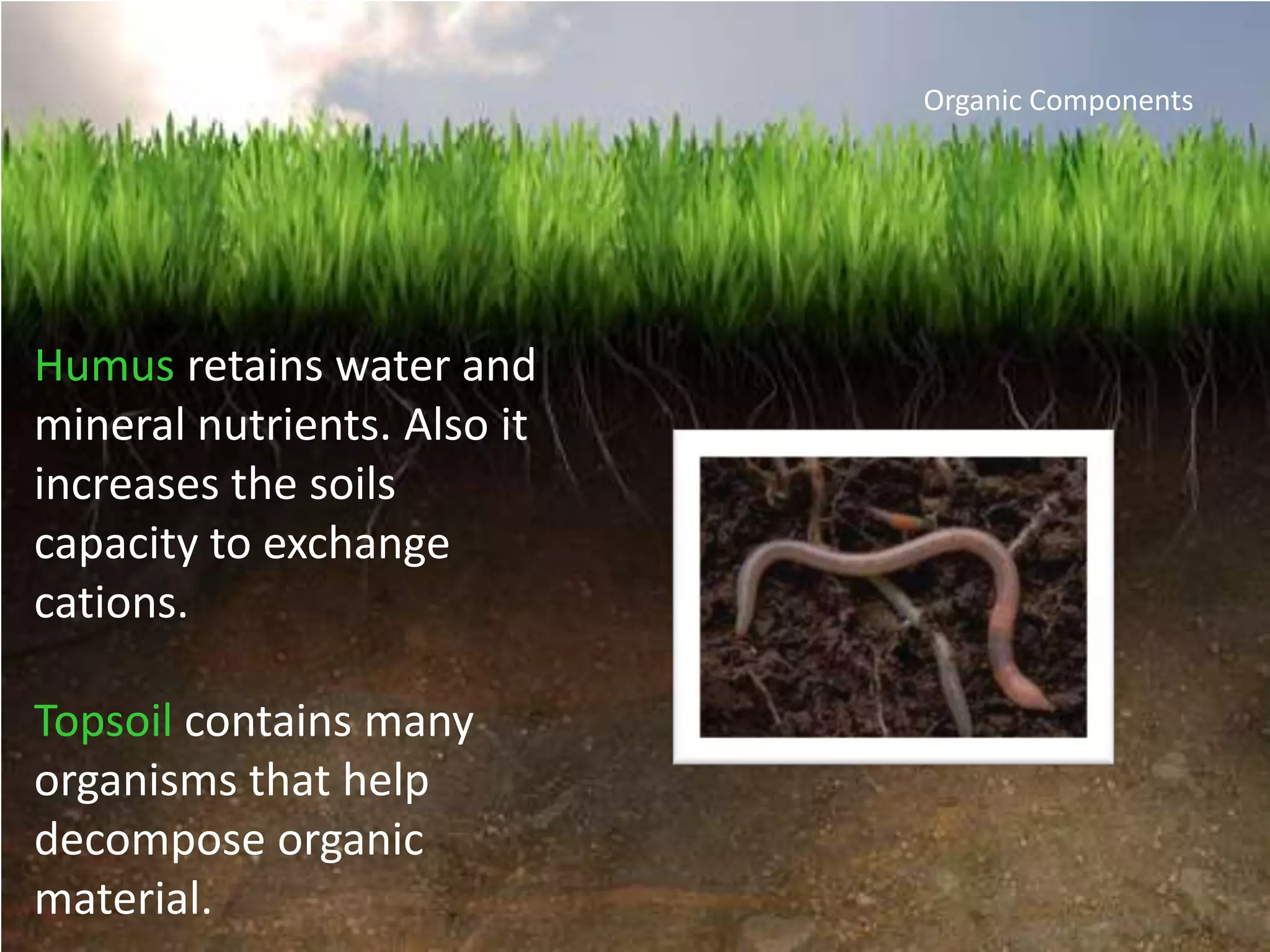 Organic Components




Humus retains water and
mineral nutrients. Also it
increases the soils
capacity to exchange
cations.

Topsoil contains many
organisms that help
decompose organic
material.
 