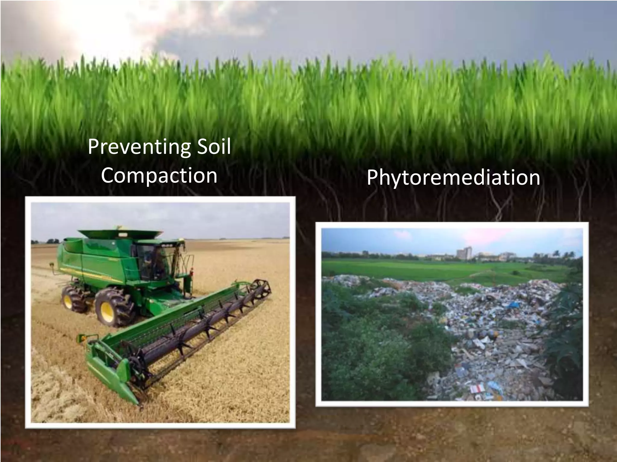 Preventing Soil
 Compaction       Phytoremediation
 