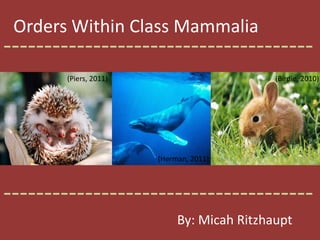 Orders Within Class Mammalia -------------------------------------- (Piers, 2011) (Birdie, 2010) (Herman, 2011) -------------------------------------- By: Micah Ritzhaupt 