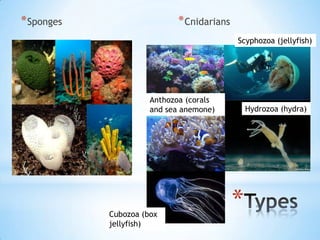 * Sponges                   * Cnidarians
                                           Scyphozoa (jellyfish)




                      Anthozoa (corals
                      and sea anemone)         Hydrozoa (hydra)




            Cubozoa (box
                                           *
            jellyfish)
 