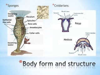 * Sponges                       * Cnidarians


Epithelial-
like cells
                   Pore cells                       Polyp
                    Amoebocytes

                    Collar cells


                                           Medusa




               *
 