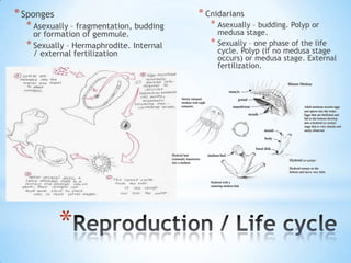 * Sponges                                * Cnidarians
  * Asexually – fragmentation, budding      * Asexually – budding. Polyp or
    or formation of gemmule.                  medusa stage.
  * Sexually – Hermaphrodite. Internal      * Sexually – one phase of the life
    / external fertilization                  cycle. Polyp (if no medusa stage
                                              occurs) or medusa stage. External
                                              fertilization.




            *
 
