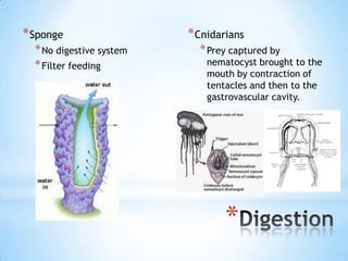 * Sponge                  * Cnidarians
  * No digestive system     * Prey captured by
  * Filter feeding            nematocyst brought to the
                              mouth by contraction of
                              tentacles and then to the
                              gastrovascular cavity.




                                  *
 