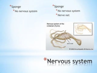 * Sponge                    * Sponge
  * No nervous system         * No nervous system
                              * Nerve net




                        *
 