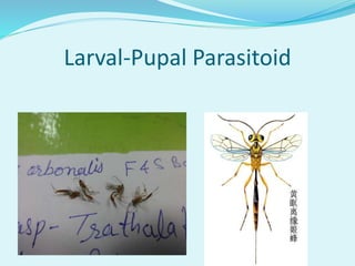 Larval-Pupal Parasitoid
 