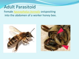Adult Parasitoid
Female Apocephalus borealis ovispositing
into the abdomen of a worker honey bee.
 