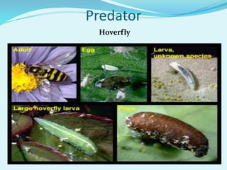 Predator
Hoverfly
 